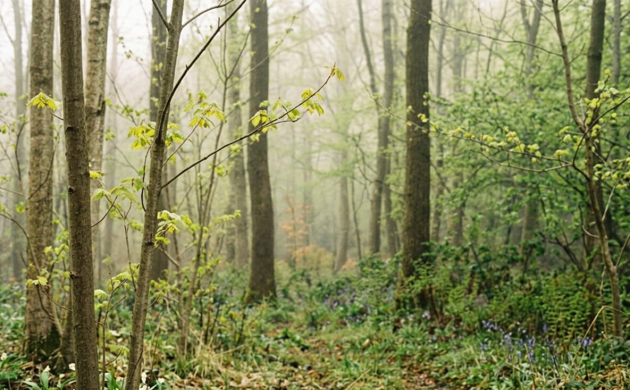 A misty spring woodland with slender trees, fresh green leaves and bluebells across the floor